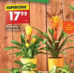 Biedronka Bromelia oferta