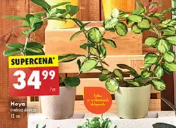 Hoya
