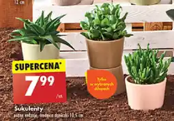 Biedronka Sukulenty oferta