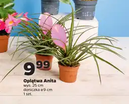 Netto Oplątwa Anita oferta