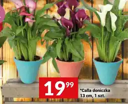 Twój Market Calla doniczka oferta