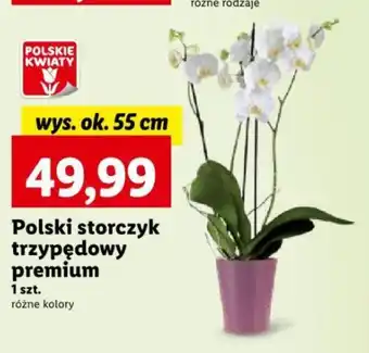 Lidl Polski storczyk trzypędowy premium oferta