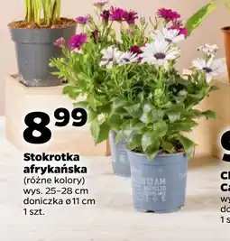 Stokrotka afrykańska