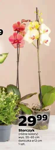 Netto Storczyk oferta