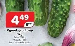 Delfin Ogórek gruntowy 1 kg oferta