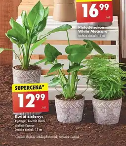 Biedronka Kwiat zielony śr. 12 cm oferta