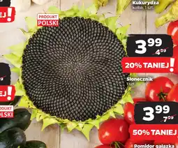 Netto Słonecznik oferta