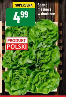 Polomarket Sałata masłowa w doniczce oferta