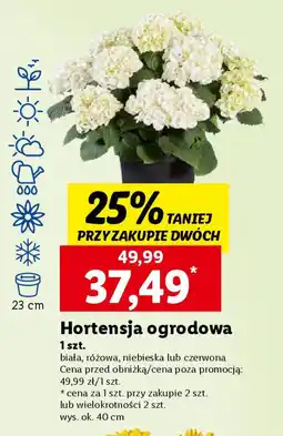 Hortensja ogrodowa