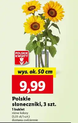 Polskie słoneczniki, 3 szt. wys. ok. 50 cm