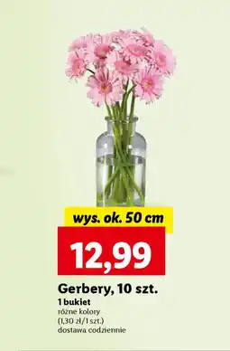 Lidl Gerbery, 10 szt. wys. ok. 50 cm oferta