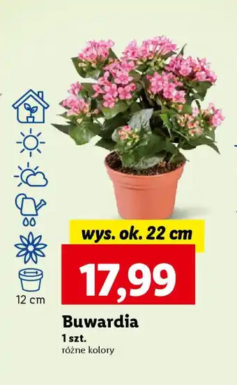 Lidl Buwardia wys. ok. 22 cm oferta