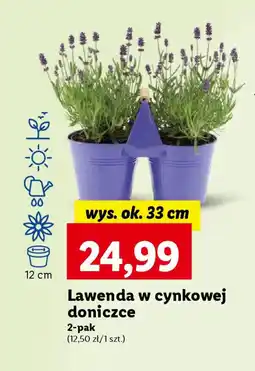 Lawenda w cynkowej doniczce 2-pak wys. ok. 33 cm