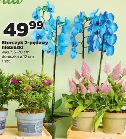 Netto Storczyk 2-pędowy niebieski oferta