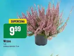 Polomarket Wrzos oferta
