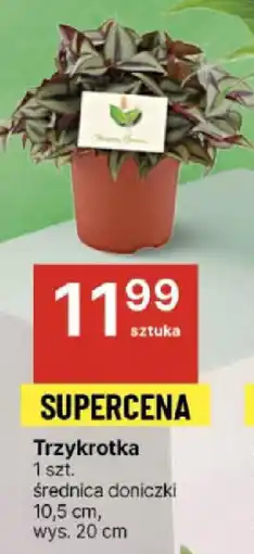 Delikatesy Centrum Trzykrotka 1 szt. oferta