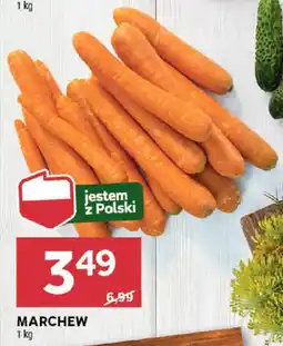Stokrotka MARCHEW 1 kg oferta