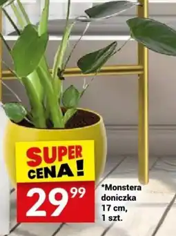 Twój Market Monstera doniczka 17 cm oferta