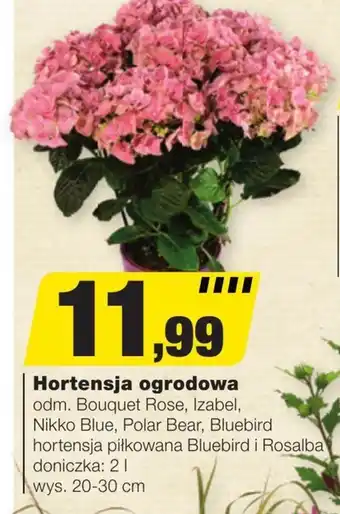 Bricomarche Hortensja Blue Bear oferta