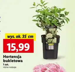 Lidl Hortensja Ok oferta