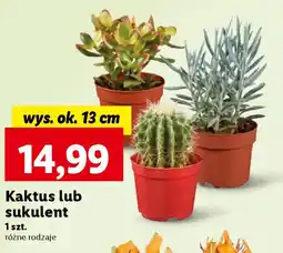 Lidl Kaktus lub sukulent oferta