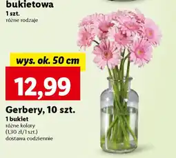 Lidl Gerbery, 10 szt. oferta
