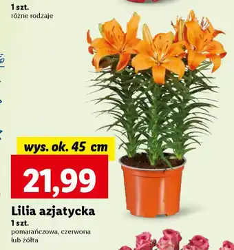 Lidl Lilia azjatycka oferta