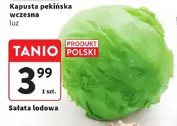 Sałata lodowa
