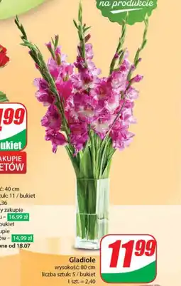 Dino Gladiole 5 szt. oferta
