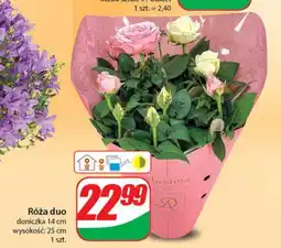 Dino Róża duo oferta