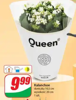 Dino Kalanchoe oferta