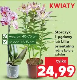 Storczyk 1-pędowy lub Lilia orientalna szt.