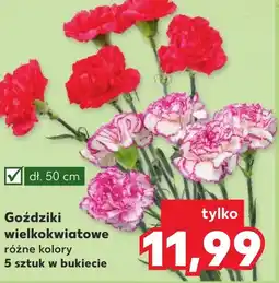Kaufland Goździki wielkokwiatowe 5 szt. oferta
