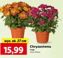 Lidl Chryzantema oferta