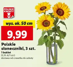 Lidl Polskie słoneczniki 3 szt. oferta