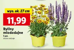 Lidl Byliny miododajne 1 szt, wys. ok. 27 cm, oferta
