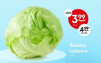 Sałata lodowa
