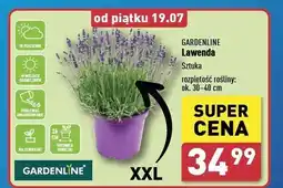 ALDI Lawenda xxl Gardenline oferta