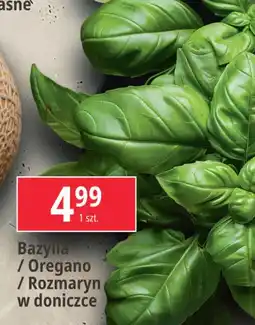 E.Leclerc Bazylia oferta