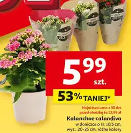 Auchan Kalanchoe To ta! oferta