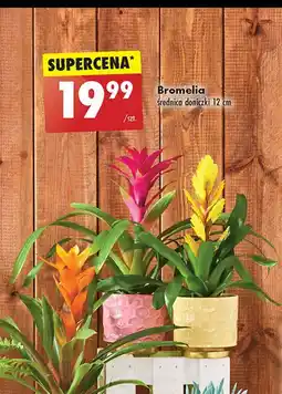 Biedronka Bromelia oferta