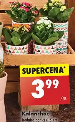 Biedronka Kalanchoe oferta