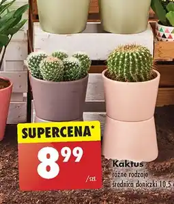 Biedronka Kaktus don. 10.5 cm oferta