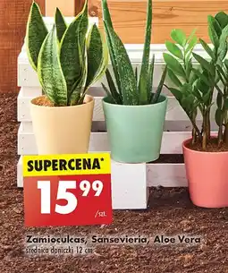 Aloes
