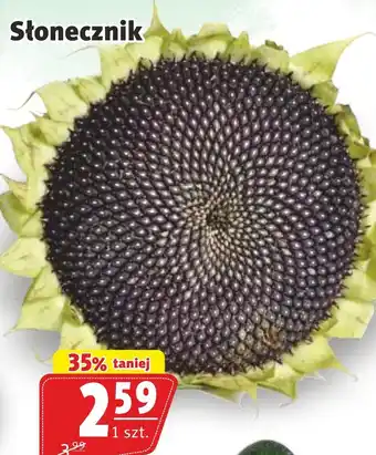 Prim Market SŁonecznik oferta