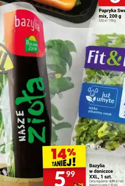 Twój Market Bazylia w doniczce XXL, 1 szt. oferta