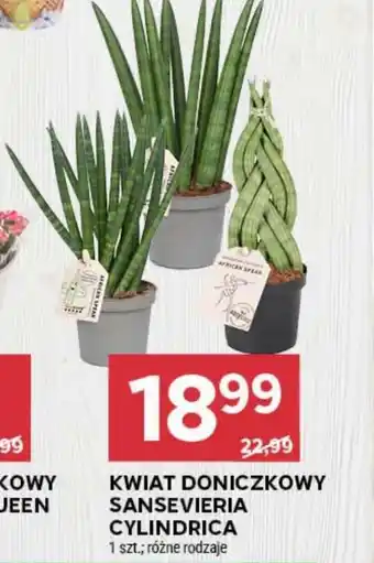 Stokrotka Kwiat oferta