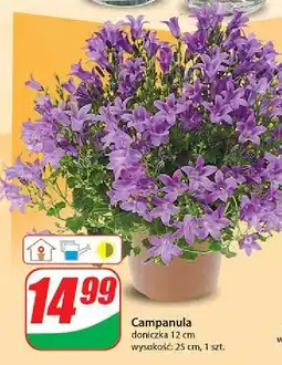 Campanula don. 12 cm