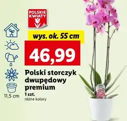 Lidl Storczyk 2-pędowy oferta