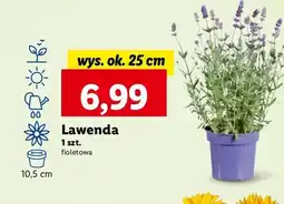Lidl Lawenda oferta